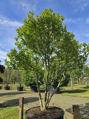 Afbeelding Magnolia 'Susan' - Magnolia 'Susan'