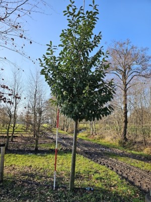 Afbeelding Groenblijvende laurierkers op stam - Prunus laurocerasus 'Novita'
