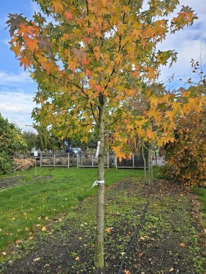 Afbeelding Amberbaum - Liquidambar styraciflua