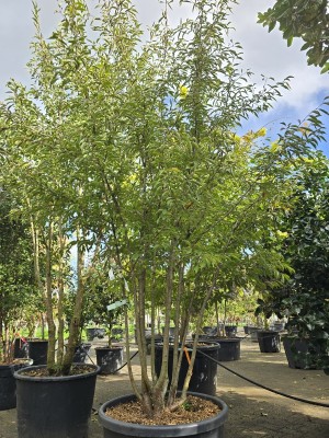 Afbeelding Sierkers - Prunus 'The Bride'