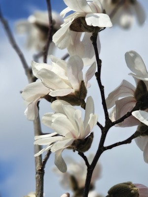 Afbeelding Magnolia Loebneri 'Merrill' - Magnolia Loebneri 'Merrill'