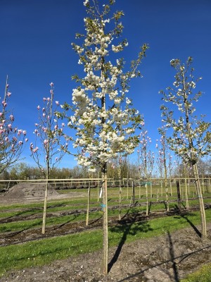 Afbeelding Japanse Sierkers - Prunus serrulata 'Shirotae'