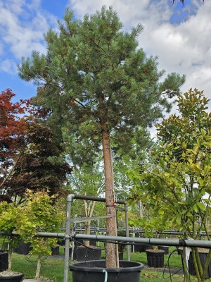 Afbeelding Waldkiefer - Pinus sylvestris