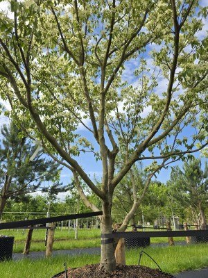 Afbeelding Japanse grootbloemige kornoelje - Cornus kousa 'Milky Way'