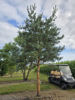 Afbeelding Blauwe Vliegden - Pinus sylvestris 'Glauca'