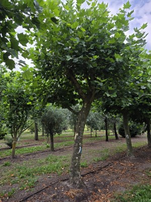 Afbeelding Dakplataan - Platanus x hispanica