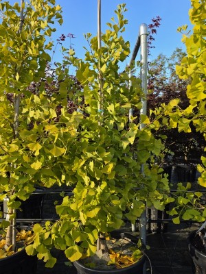 Afbeelding zuilvormige Ginkgo - Ginkgo biloba fastigiata 'Blagon'