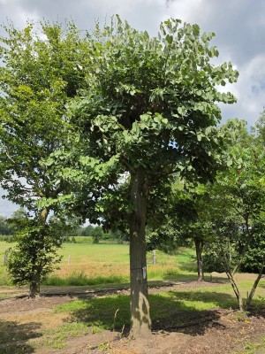 Afbeelding Silberlinde als Kandelaber - Tilia Tomentosa