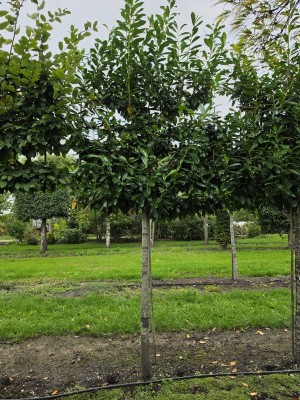 Afbeelding Immergrünes Spalier für sofortigen Sichtschutz - Prunus laurocerasus 'Novita'