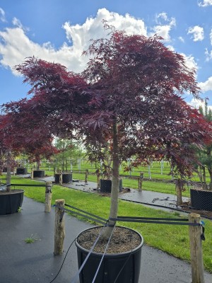 Afbeelding Japanse esdoorn in Umbrella vorm - Acer palmatum 'Garnet'