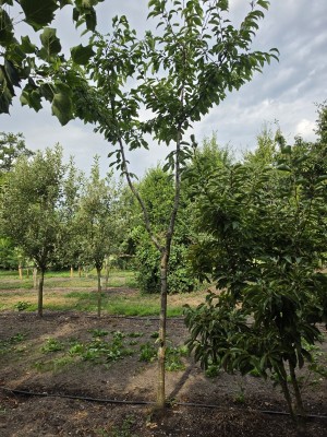 Afbeelding Kirsche 'Bigarreau Burlat' - Prunus avium 'Bigarreau Burlat'