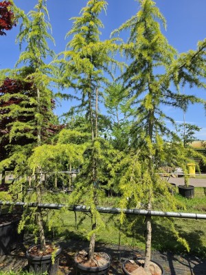 Afbeelding Wintergroene Ceder met geel-groene naalden - Cedrus deodara 'Aurea'