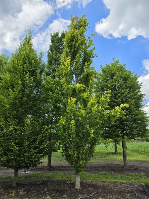 Afbeelding Zuilbeuk - Fagus sylvatica 'Dawyck Gold'