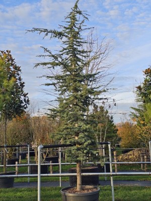 Afbeelding Libanonceder - Cedrus libani