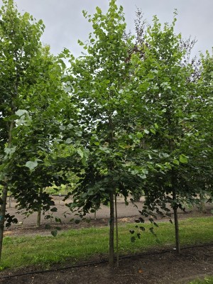Afbeelding Krim-Linde - Tilia x europaea 'Euchlora'