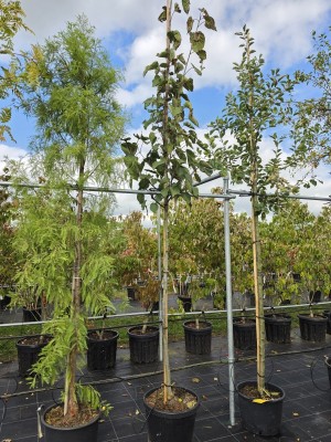 Afbeelding Taschentuchbaum - Davidia involucrata