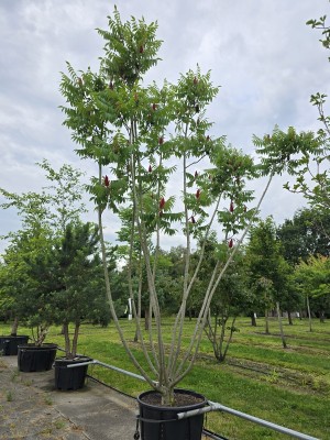 Afbeelding Fluweelboom - Rhus typhina
