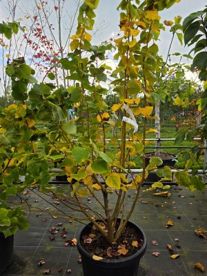 Afbeelding Kleine Linde - Tilia cordata 'Winter Orange'