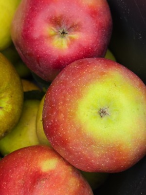Afbeelding Gloster handappel - Malus domestica 'Gloster'