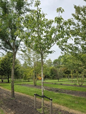 Afbeelding Tamme kastanje - Castanea sativa 'Lyon'