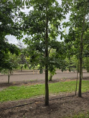 Afbeelding Moseik - Quercus cerris