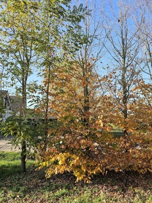 Afbeelding Groene beuk als struikboom - Fagus sylvatica