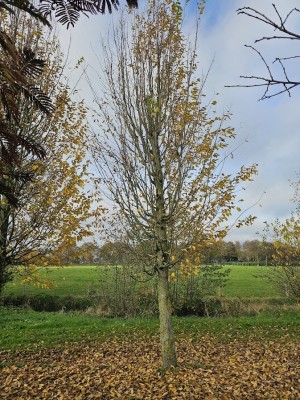 Afbeelding Haagbeuk - Carpinus betulus 'Frans Fontaine'