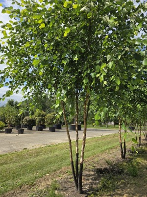 Afbeelding Zwarte berk - Betula nigra