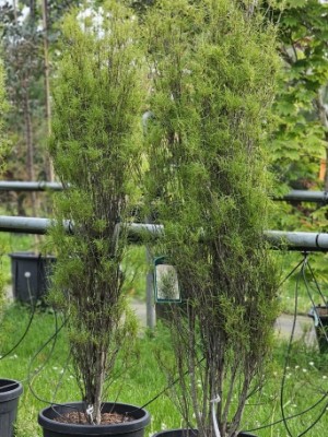 Afbeelding Sporkehout - Frangula asplenifolia 'Fine Line'