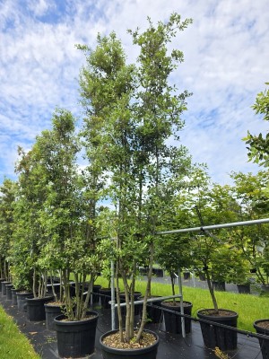 Afbeelding Steeneik - Quercus ilex