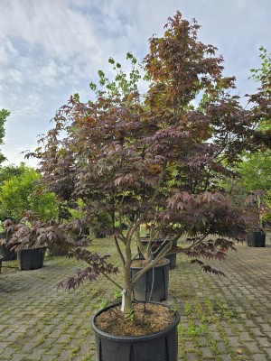 Afbeelding Japanse Esdoorn - Acer palmatum 'Bloodgood'