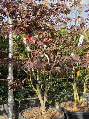 Afbeelding Japanischer Ahorn - Acer palmatum 'Bloodgood'