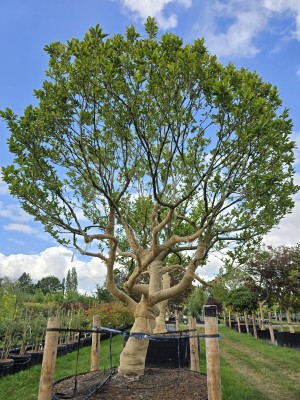 Afbeelding Magnolia 'Susan' - Magnolia 'Susan'
