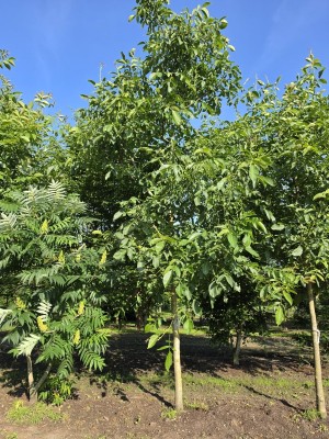 Afbeelding Veredelte Walnuss Coenen - Juglans regia 'Coenen''