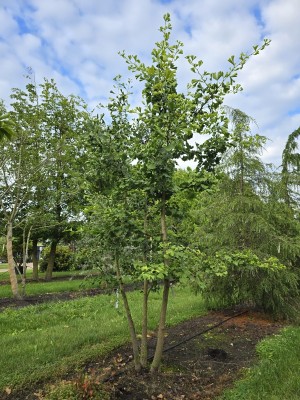 Afbeelding Japanse notenboom - Ginkgo biloba