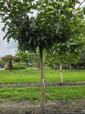 Afbeelding Witte Moerbei als parasolboom - Morus alba 'Macrophylla'