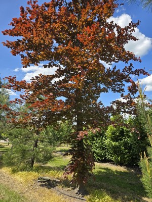 Afbeelding Rode Beuk - Fagus sylvatica 'Atropunicea'