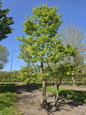 Afbeelding Vormboom Haagbeuk als meerstammige klimboom - Carpinus betulus