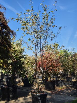 Afbeelding Krentenboom - Amelanchier lamarckii