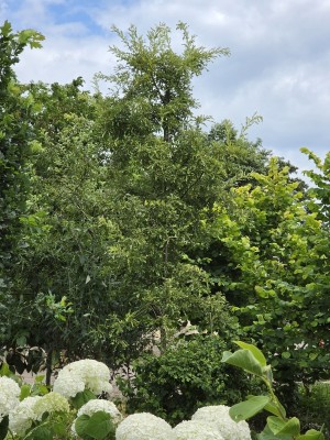 Afbeelding gemarmerde moseik - Quercus cerris 'Marmor Star'