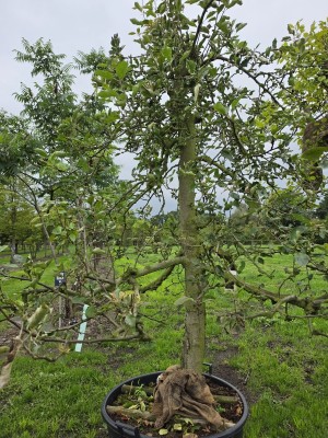 Afbeelding Apfel Jonagold - Malus domestica 'Jonagold'