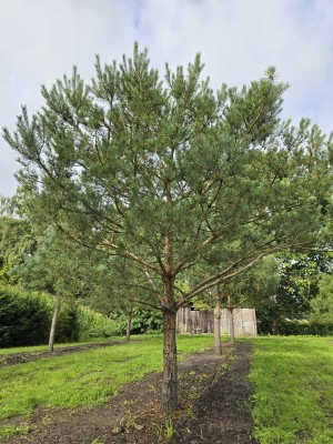 Afbeelding Grove Den - Pinus sylvestris