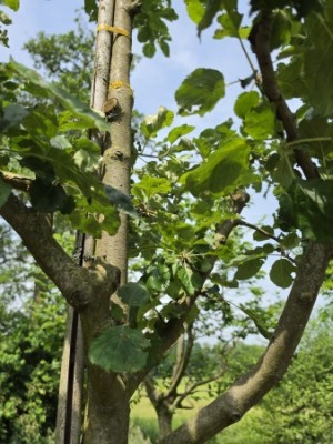 Afbeelding Goudreinet - Malus domestica 'Rode Boskoop'