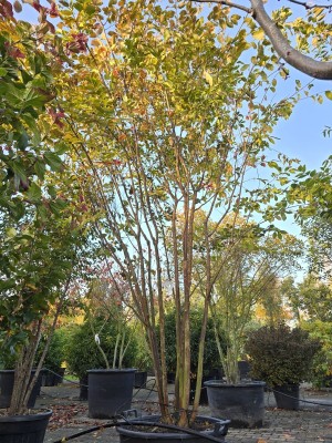 Afbeelding Indische sering 'Natchez' - Lagerstroemia 'Natchez'