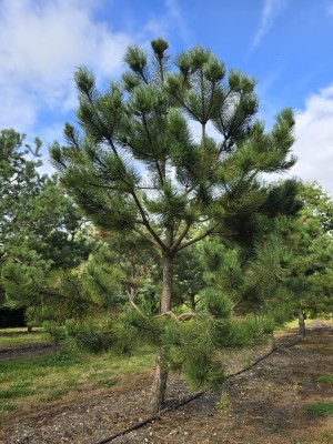 Afbeelding Oostenrijkse den - Pinus nigra 'Nigra'
