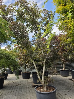 Afbeelding Japanse esdoorn - Acer palmatum 'Matsukaze'