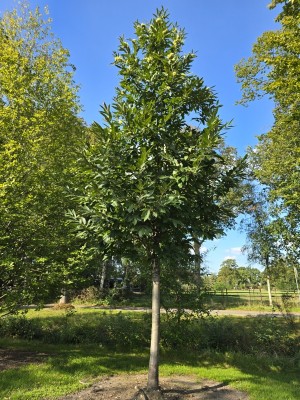 Afbeelding Tamme kastanje - Castanea sativa