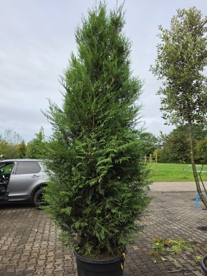 Afbeelding immergrüner Lebensbaum - Thuja plicata 'Atrovirens'