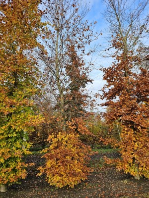 Afbeelding Groene Beuk - Fagus sylvatica