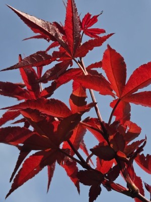 Afbeelding compact groeiende roodbladige Japanse esdoorn - Acer palmatum 'Twombley's Red Sentinel'